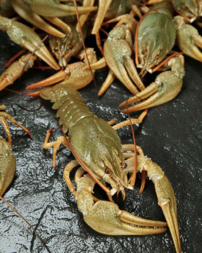 Crayfish-05